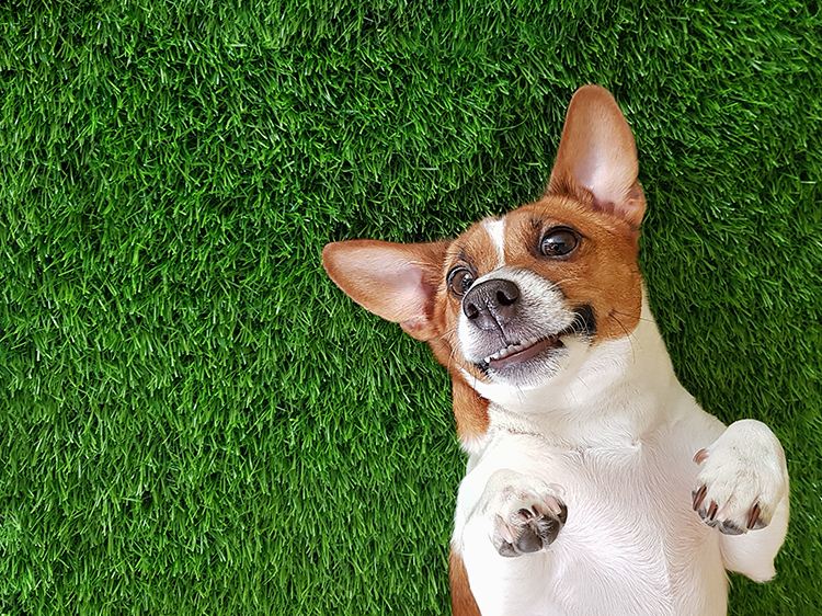 Best Artificial Grass for Dogs in Phoenix