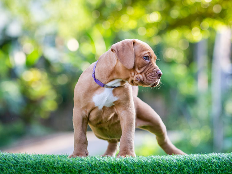 How To Clean Dog Waste Off Artificial Grass In Santa Rosa CA