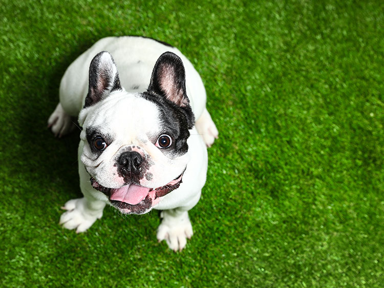 Why Do Dogs Dig Grass And How Best Artificial Grass In San Antonio TX Can Help