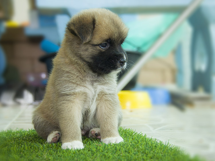 7 Ways to Keep Your Pet Healthy on Pet Artificial Grass in Vacaville