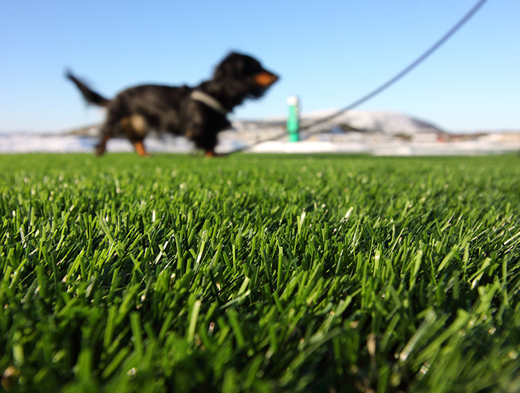 7 Must-Know Facts About Outdoor Artificial Turf for Dogs Before Getting One
