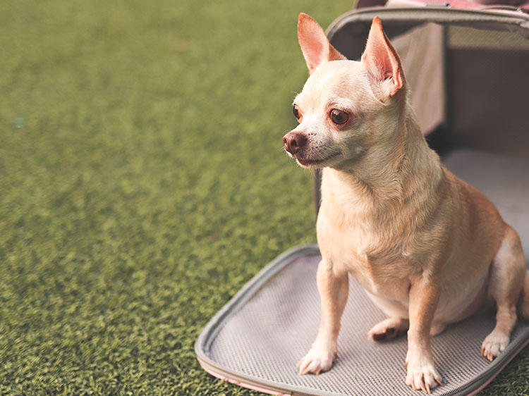 Is Artificial Grass for Dogs in Fresno Safe For My Dog Everything You Need to Know