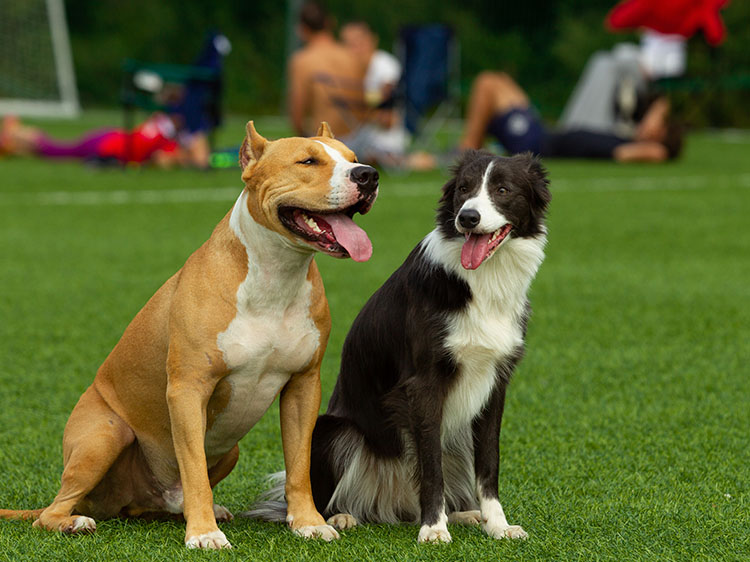 Artificial Grass for Dogs in Long Island, NY for Paw Safety