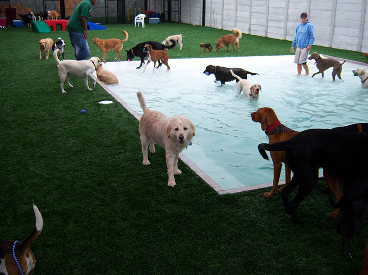 Why Use Artificial Grass for Dogs for Pet-Friendly Patios