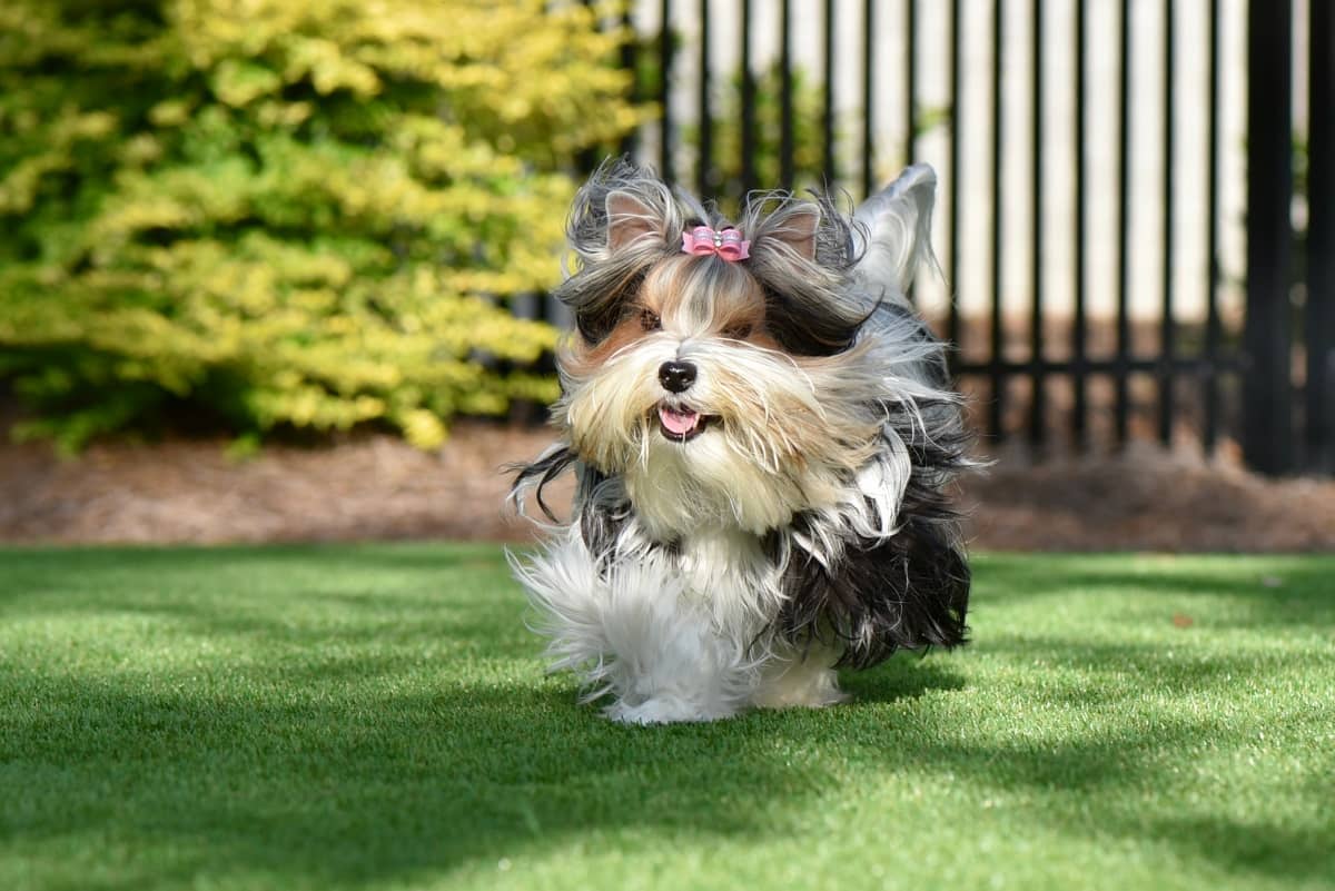 artificial grass backyard dogs