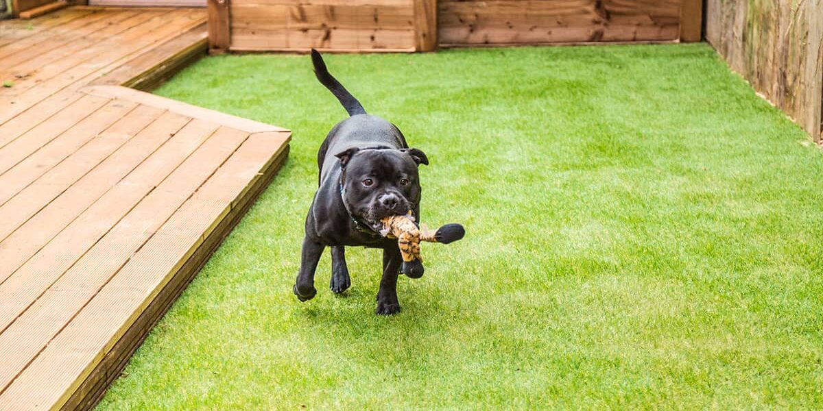 dog run ideas