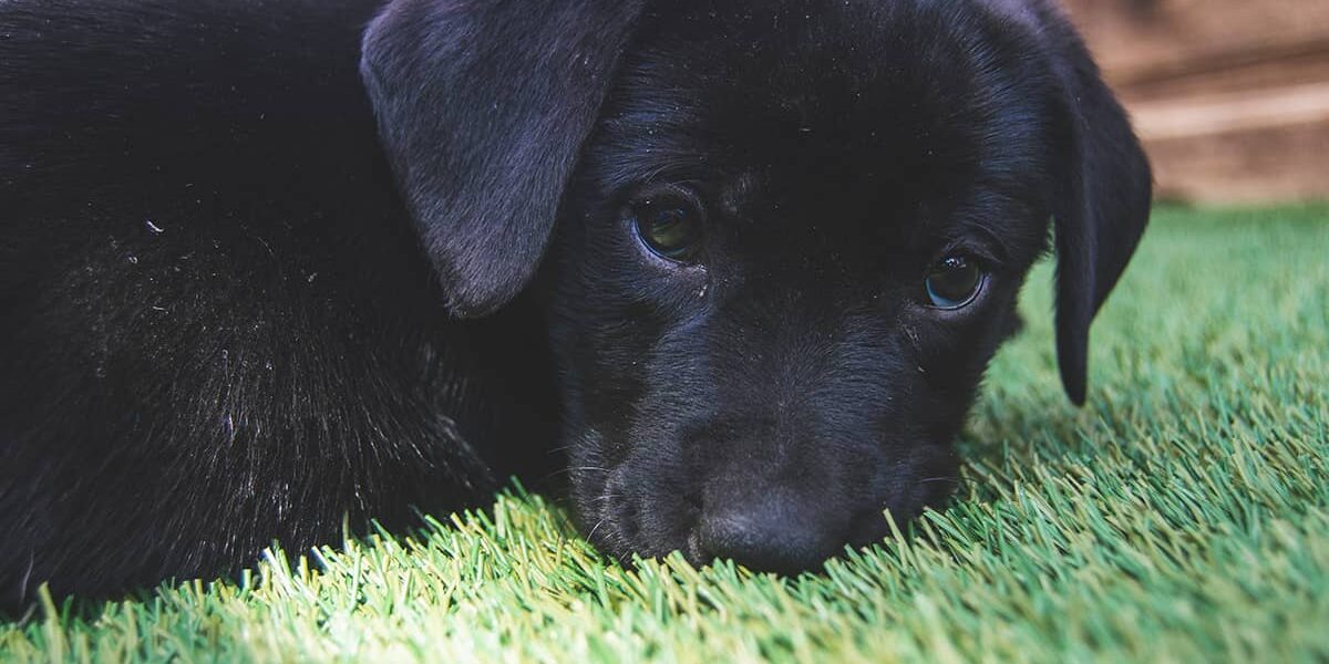 pet artificial turf