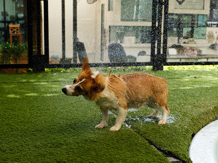Why Artificial Grass for Dogs in Seattle is Best for Dog Water Structures