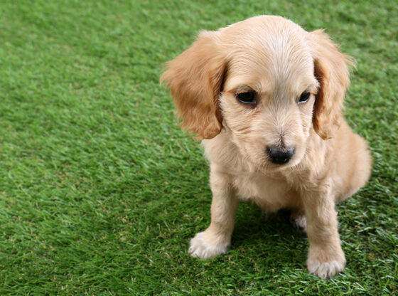 Staying Clean with Charlotte NC Artificial Grass for Dogs