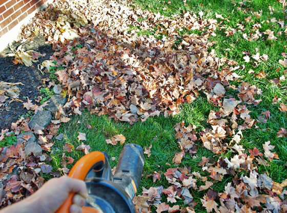 CLEAN UP WITH A LEAF BLOWER