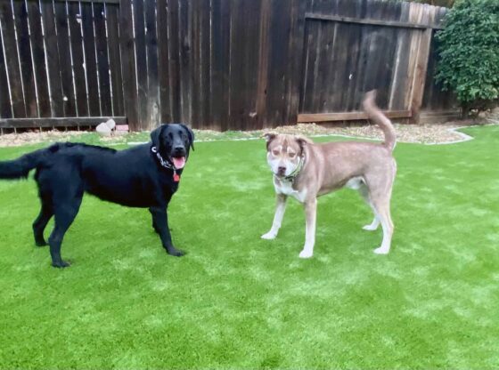 backyard pet friendly dog with artificial turf
