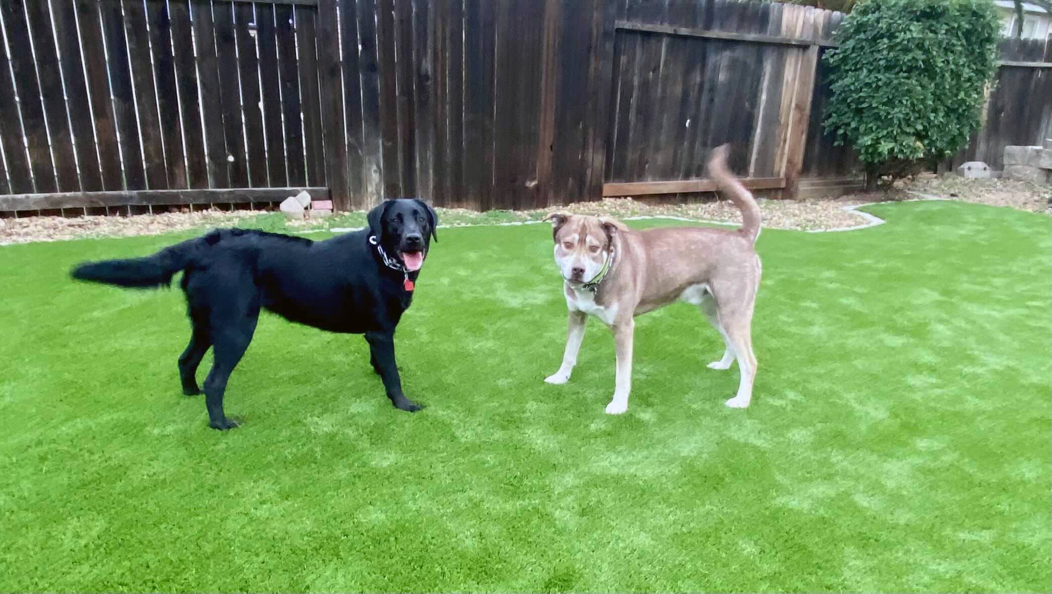 backyard pet friendly dog with artificial turf