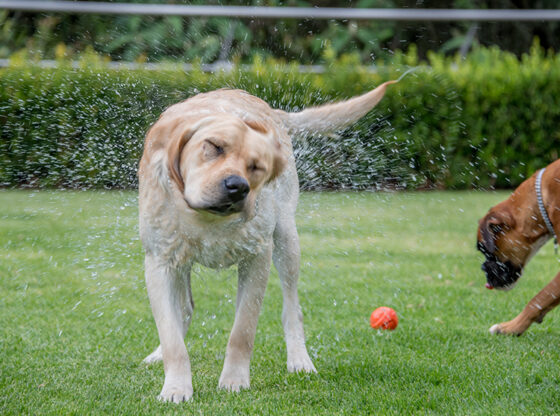 Top Reasons Why Dogs Enjoy Playing On Artificial Turf In Tampa FL
