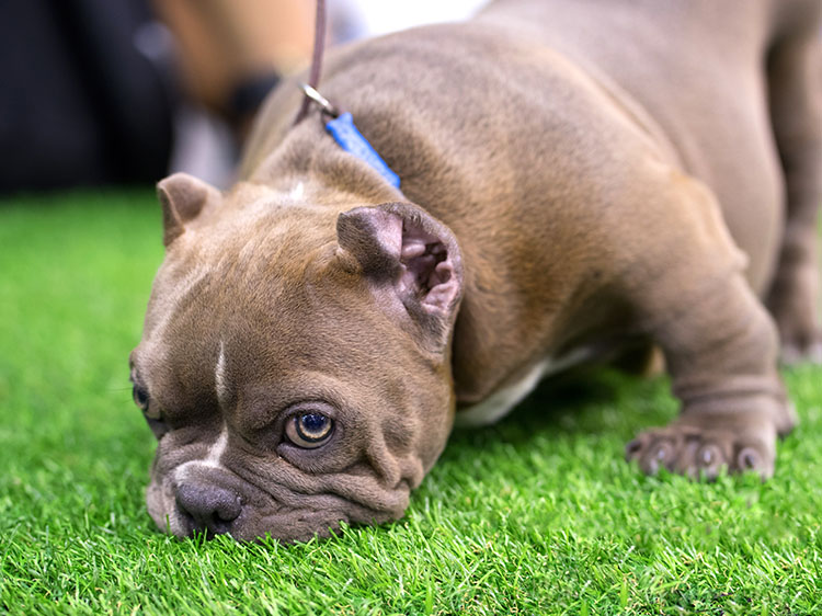 Protect Your Dog From Toxins With Artificial Grass For Dogs In Seattle