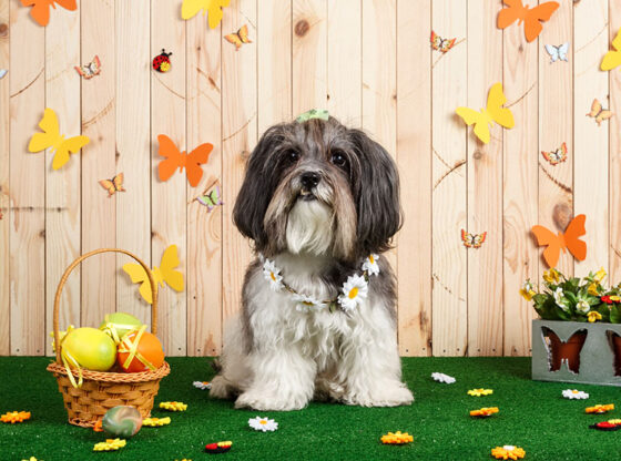 The Best Pet-Friendly Benefits Of Reno Artificial Turf