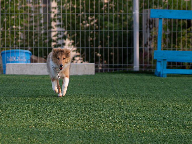 8 Benefits Of Best Artificial Grass For Dogs In Phoenix