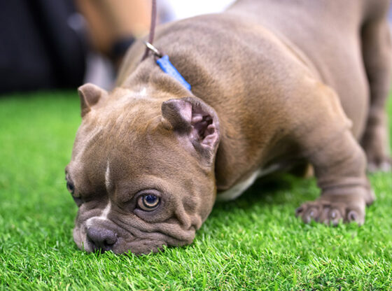 How Can Atlanta Grass Installation Help You Stop Your Dogs From Tearing Up Your Lawn