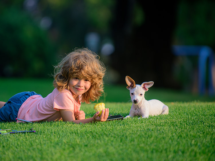 6 Ways Artificial Grass in Sacramento Protects Your Lawn from Dogs