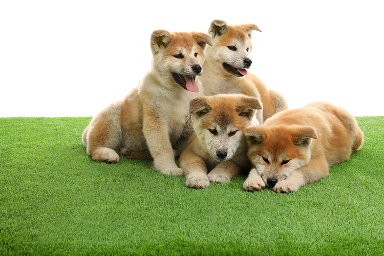 Cute Akita Inu Puppies On Artificial Grass Against White Backgro