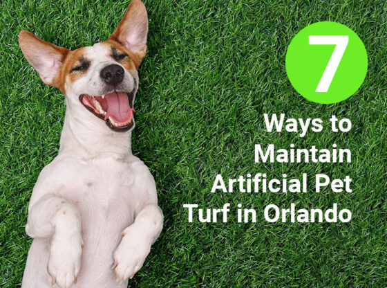 7 Ways to Maintain Artificial Pet Turf in Orlando