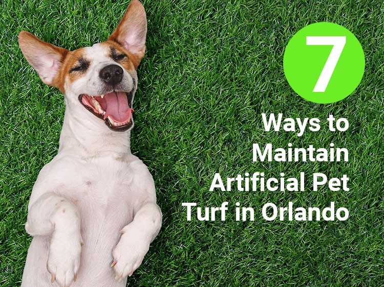7 Ways to Maintain Artificial Pet Turf in Orlando