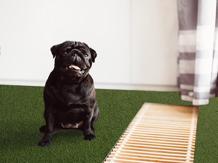 The Benefits of Synthetic Grass in Kansas City for Dog-Friendly Hotels