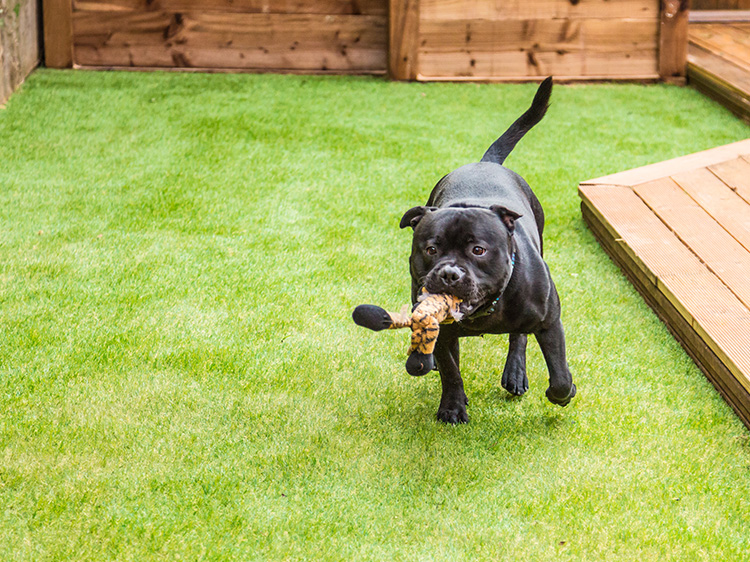 The Benefits of the Best Artificial Grass for Dogs in Phoenix for Dog-Proof Yards