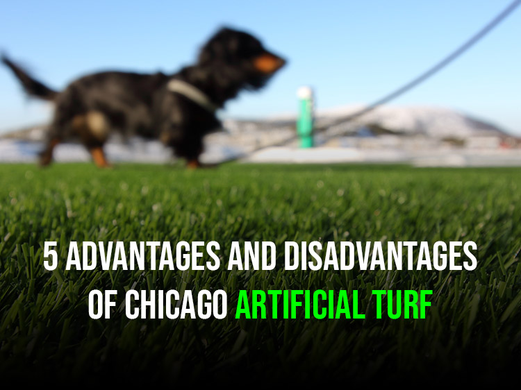 5 Advantages and Disadvantages of Chicago Artificial Turf