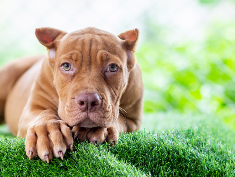 5 Reasons to Install an Artificial Grass for Pets San Antonio in your Home or Business