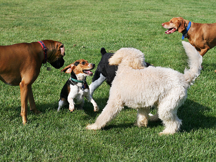 8 Reasons Why Multi-Dog Homes Should Switch to Artificial Grass for Dogs in Bend