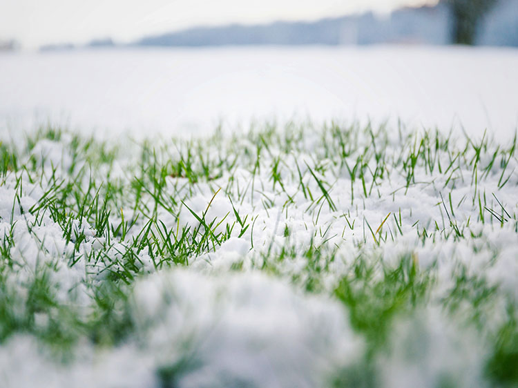 Protecting Artificial Grass for Homes in Miami From Winter Season