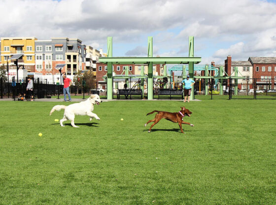 Artificial Grass for Dogs in San Jose for Pet Owners The Benefits