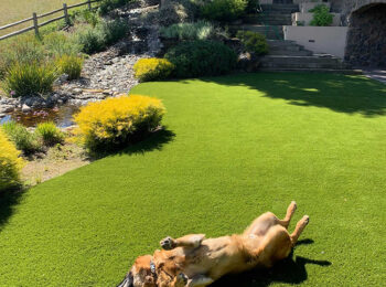 Outdoor artificial grass for dogs gets hot