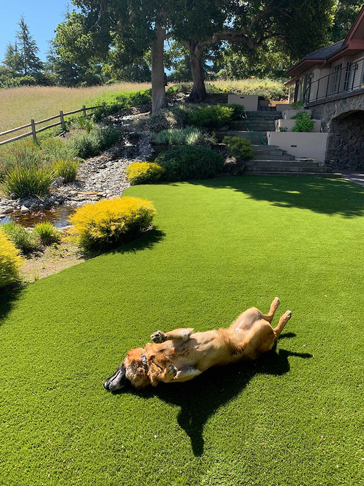 Outdoor artificial grass for dogs gets hot