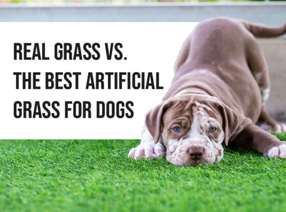 Real Grass vs. the Best Artificial Grass for Dogs in Las Vegas