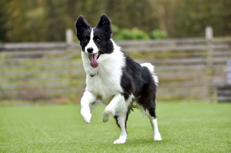 dog run artificial grass
