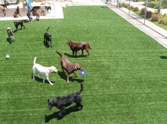7 Benefits of Artificial Grass Installation in Orlando for Multi-Dog Homes