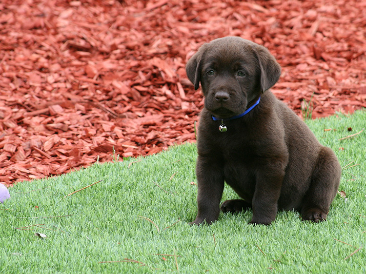 6 Benefits of Atlanta Grass Installation for Your Dogs