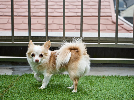 Safety Pros of Artificial Grass in Nashville for Puppies