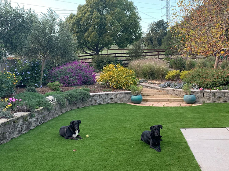 7 Reasons Why Artificial Turf for Dogs in Monterey is Perfect for Dogs