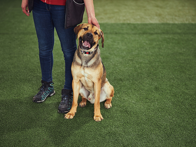 9 Myths about Dallas TX Artificial Grass for Dogs, Debunked