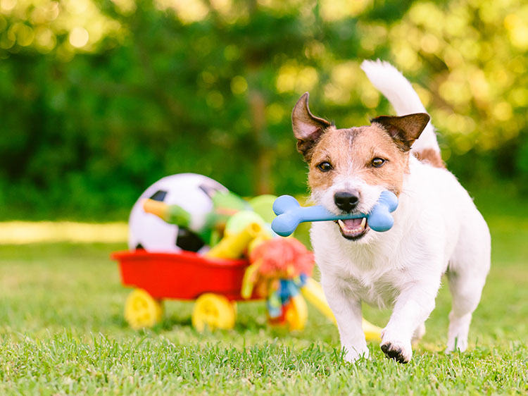 The Top 10 Benefits of the Best Synthetic Grass for Dogs in San Jose for Your Dog