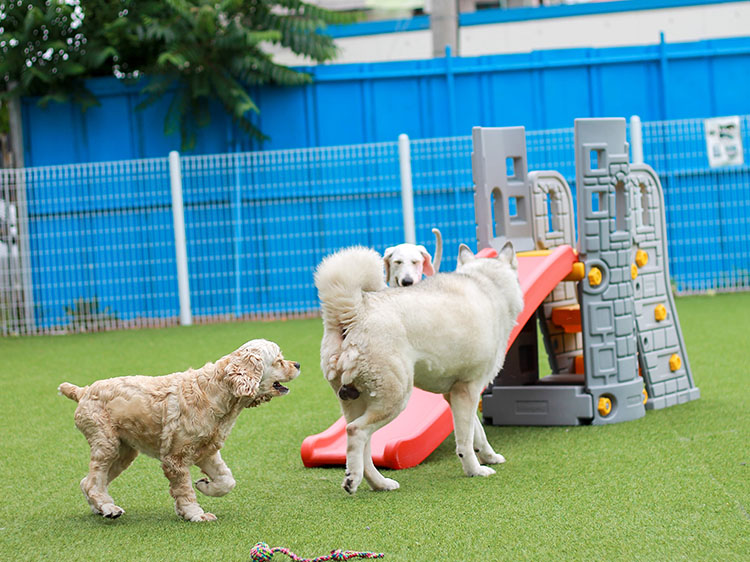 5 Reasons Why Synthetic Turf in Texas is the Best Choice for Your Dog’s Play Area