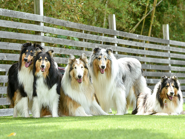 How to Make Your Artificial Turf for Pets in Seattle More Pet-Friendly