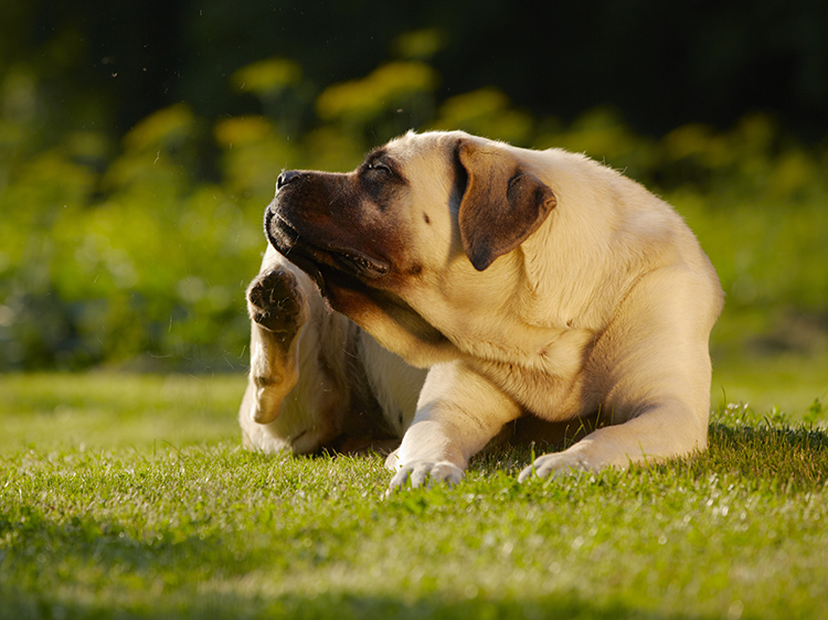 The Benefits of Using Residential Putting Green in San Jose for Dogs with Allergies