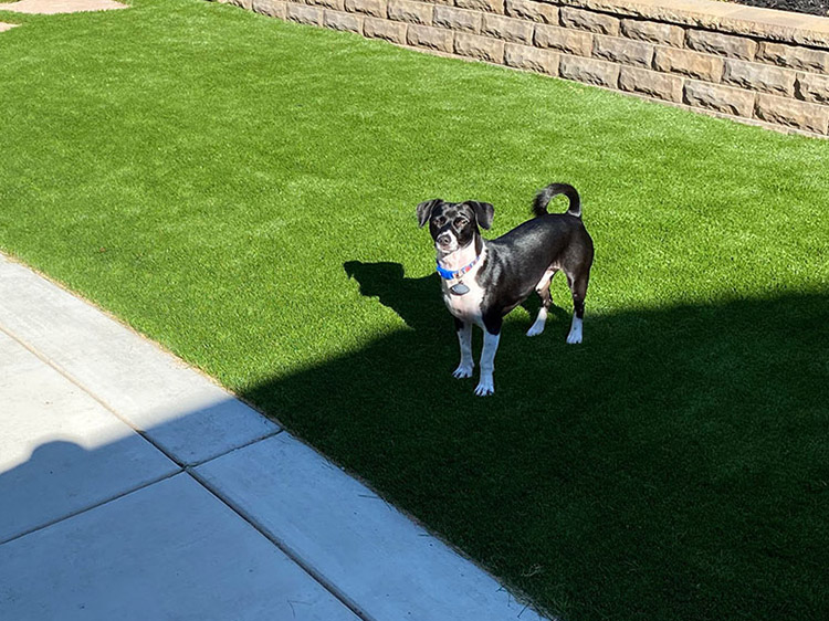 The Benefits of the Best Artificial Grass for Dogs in Las Vegas for Busy Pet Owners