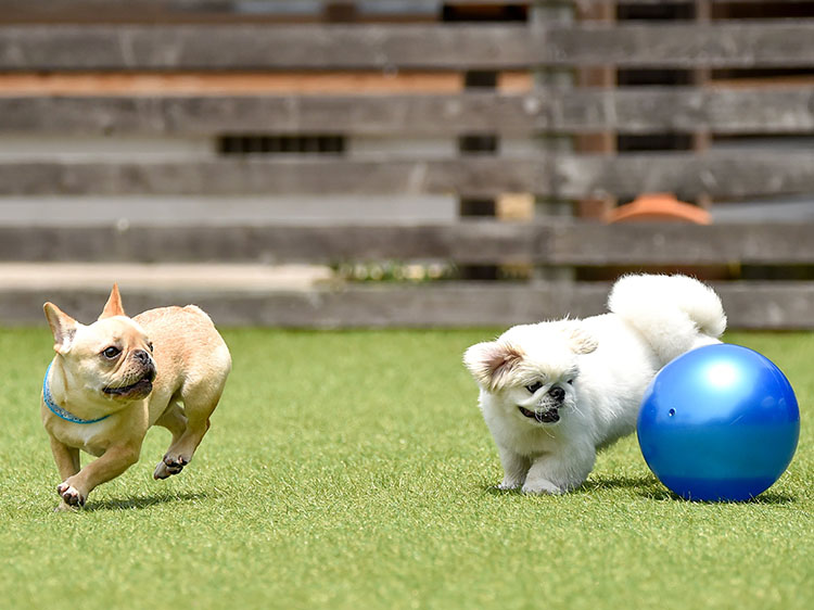 The Dos and Don’ts of Installing Artificial Pet Turf in Orlando in a Dog-Friendly Landscape