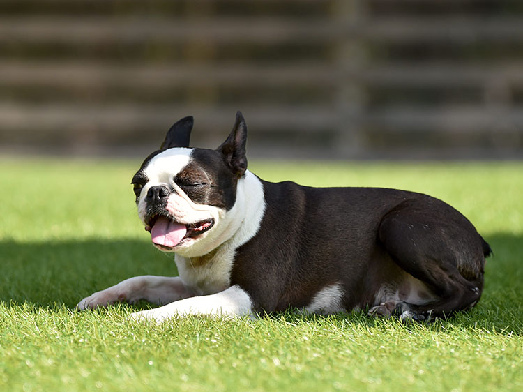 Why Artificial Grass in Santa Rosa CA is Safer for Dogs than Natural Grass