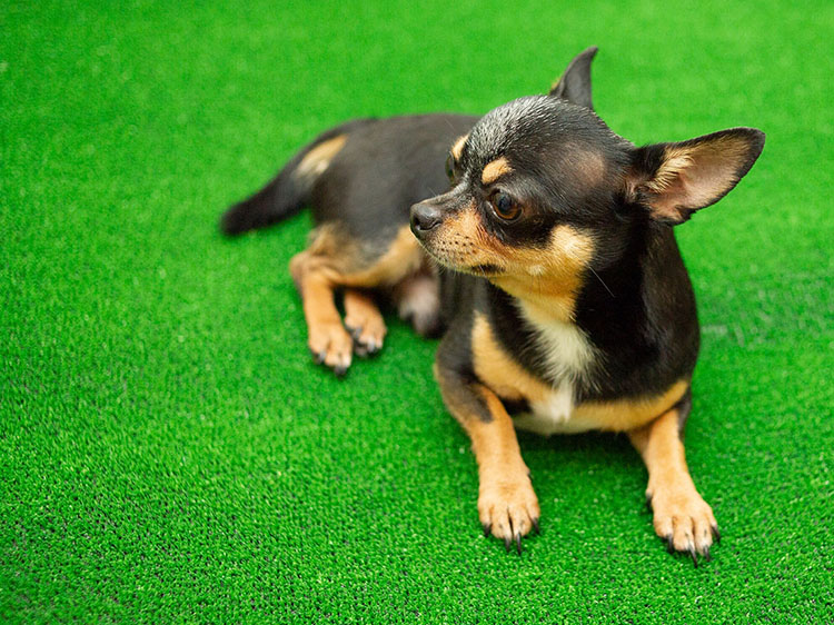 5 Ways Orlando Artificial Turf Can Help Prevent Pet Injuries and Accidents