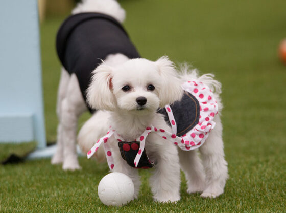 How to Choose the Best Artificial Grass in San Antonio TX for Your Dog's Needs